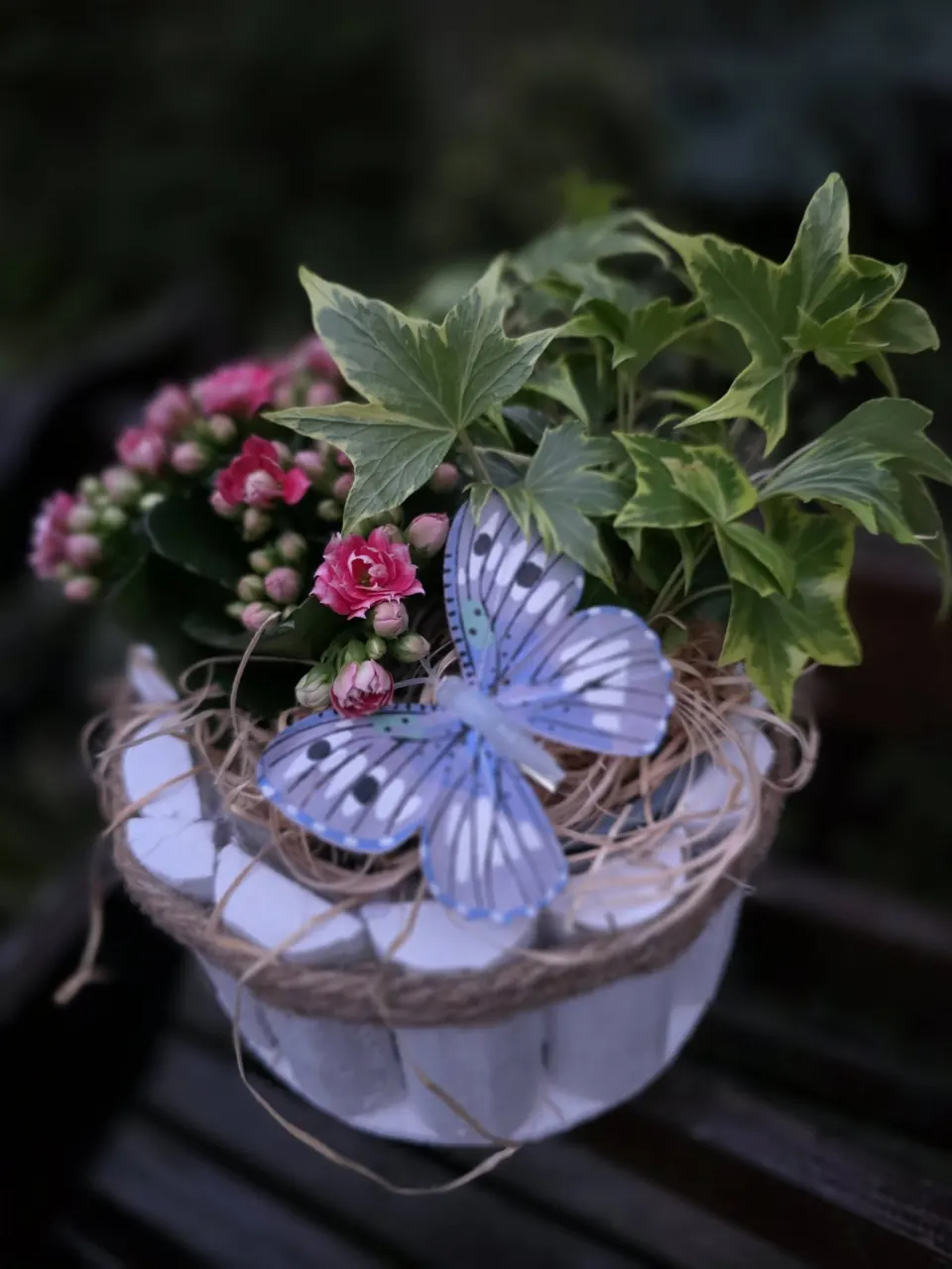 Coș cu iederă, kalanchoe și fluture decorativ