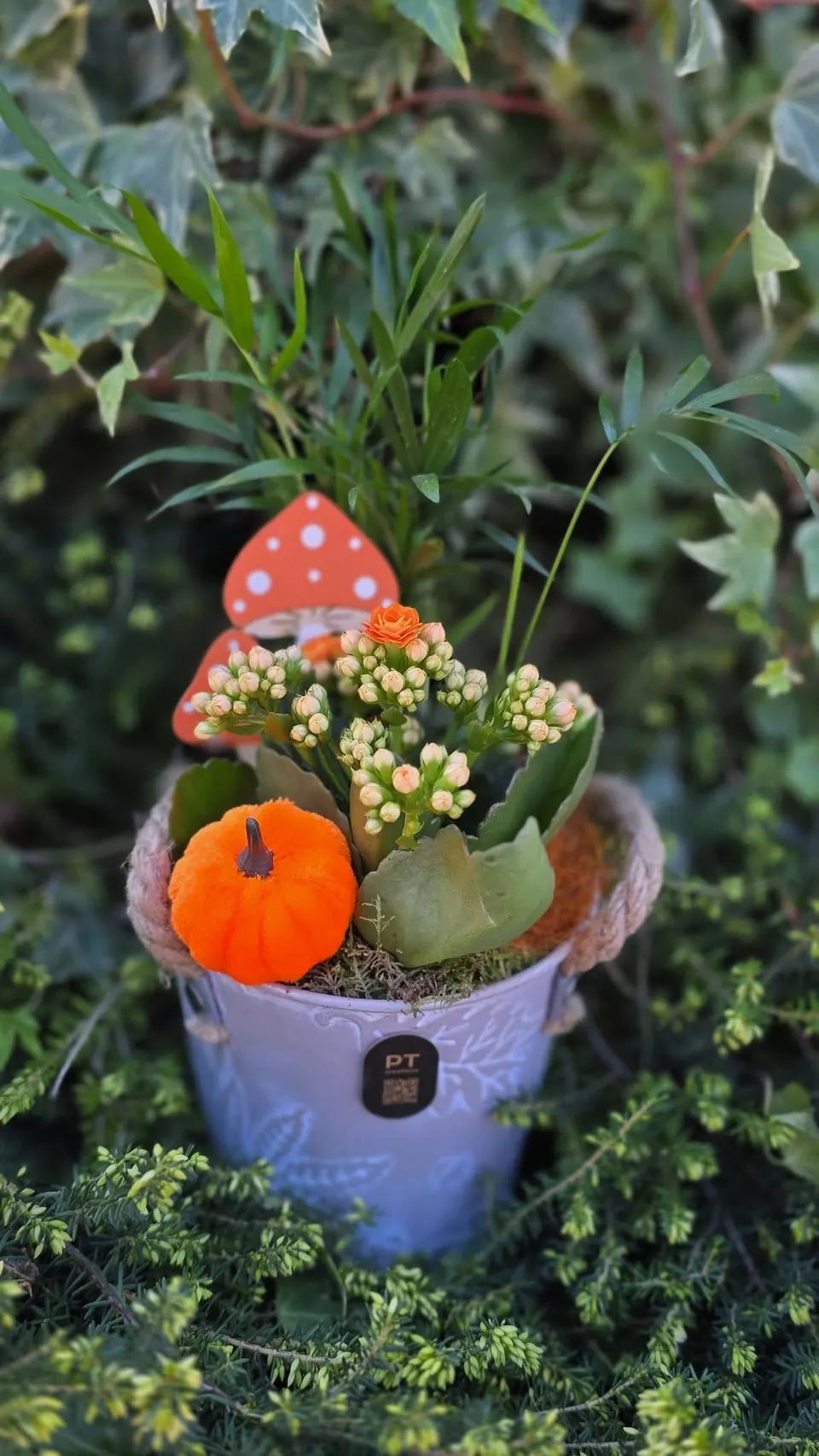 Plante la ghiveci cu dovleac și ciupercuță decorativă