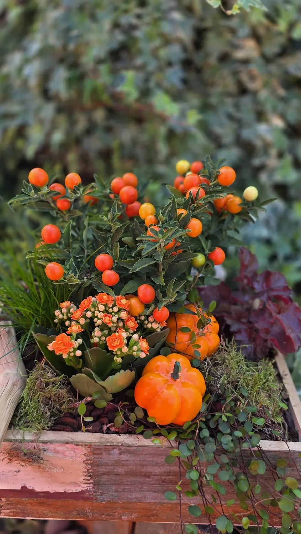 Ladă de lemn cu ardei ornamental, kalanchoe și dovleci
