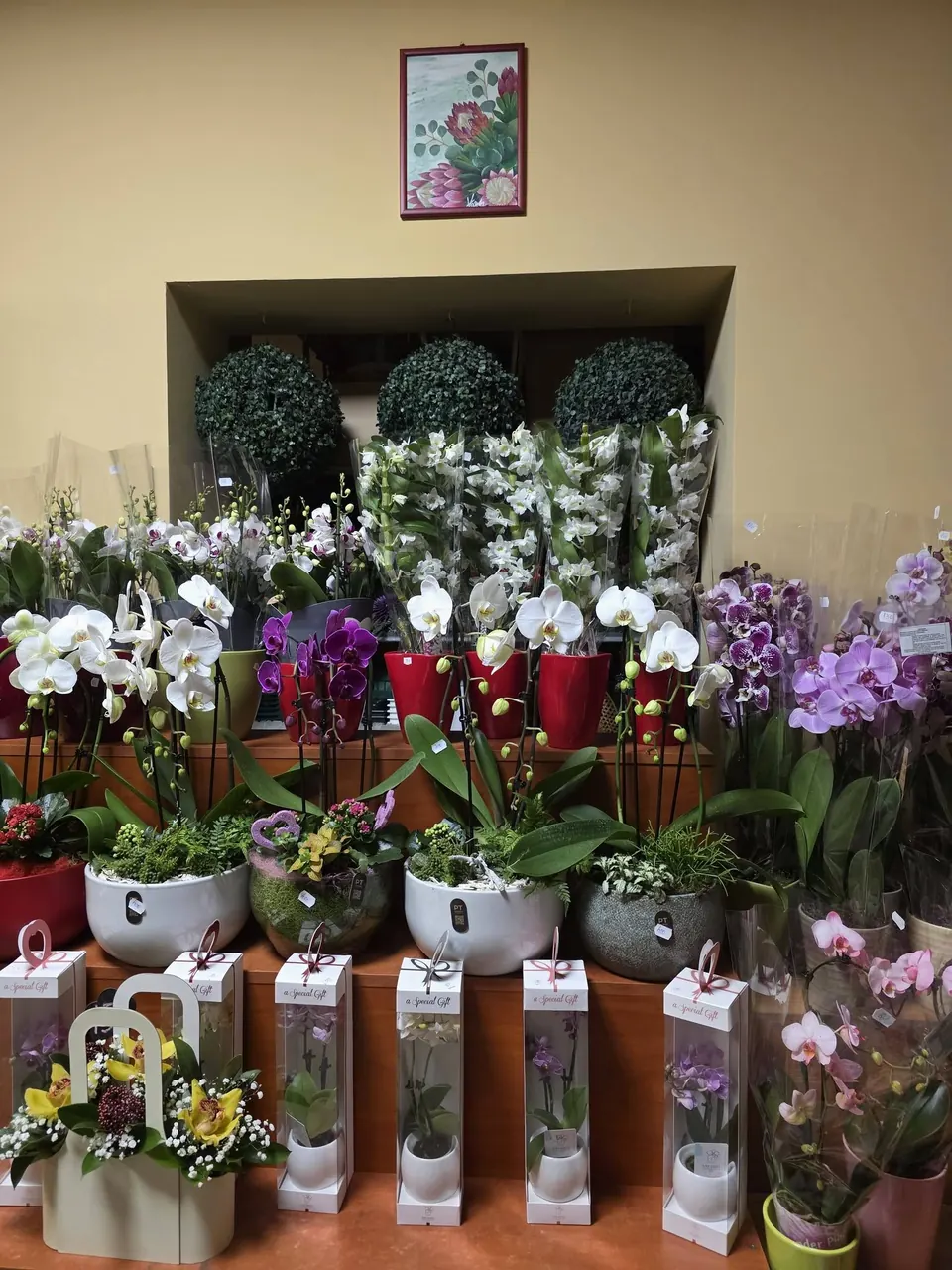 Orhidee și plante în florăria noastră