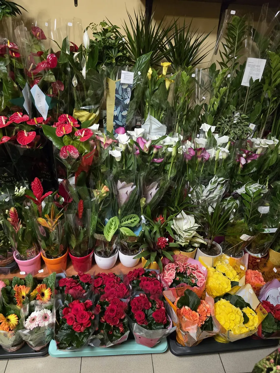 Plante la ghiveci și flori în florăria noastră