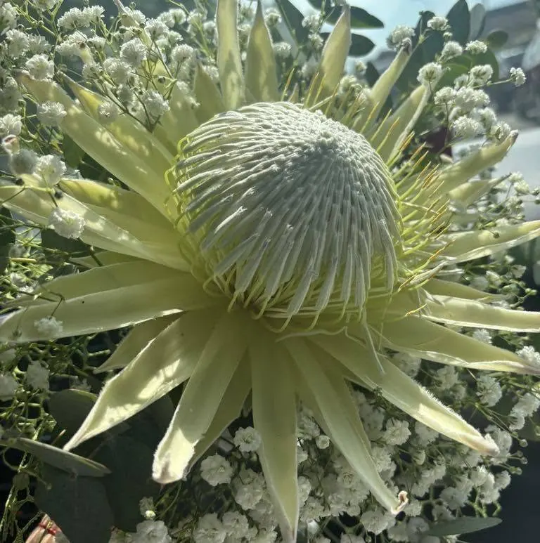 Protea albă deschisă, văzută de aproape