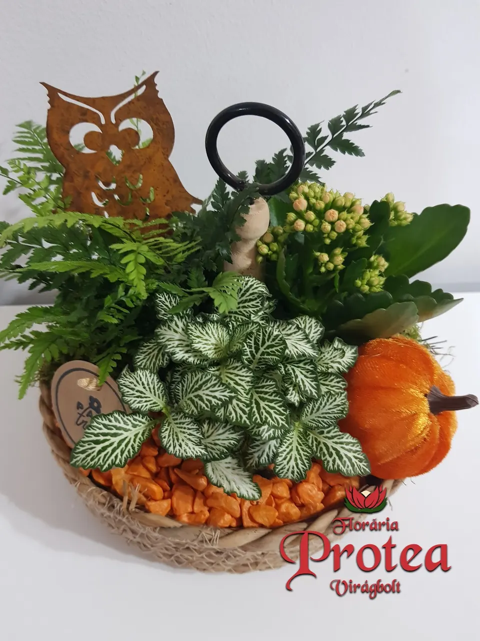 Aranjament de toamnă cu fitonia, dovleac și bufniță ruginie